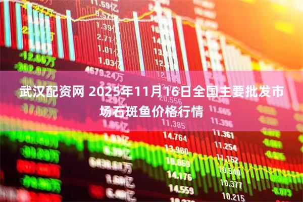 武汉配资网 2025年11月16日全国主要批发市场石斑鱼价格行情